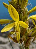 Asphodeline lutea