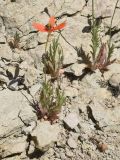 genus Papaver