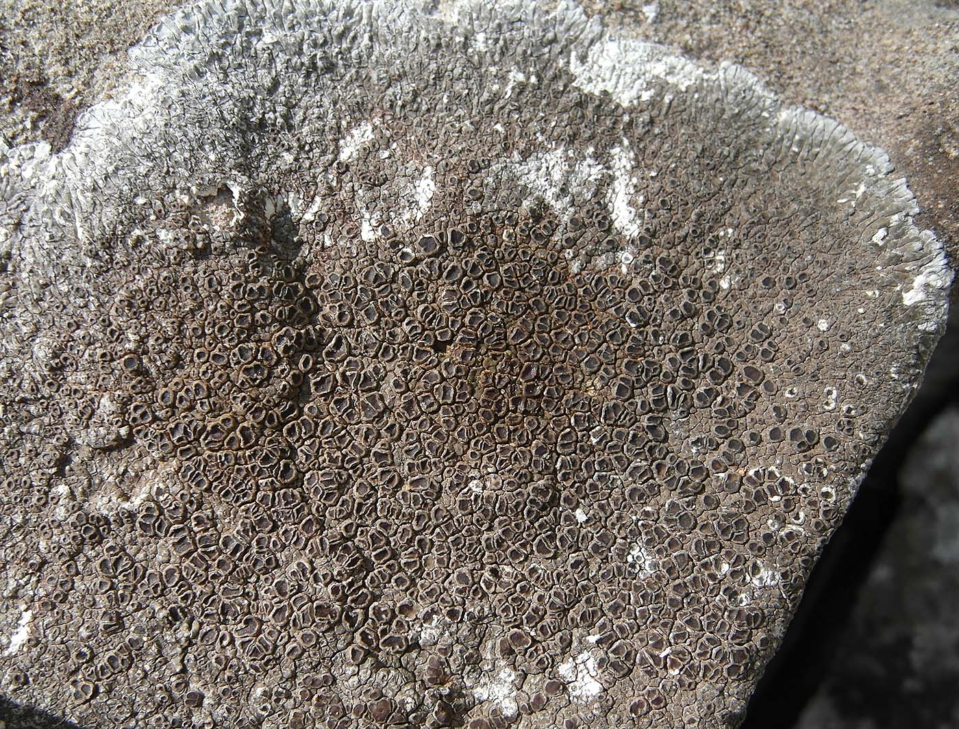 Image of Lobothallia radiosa specimen.