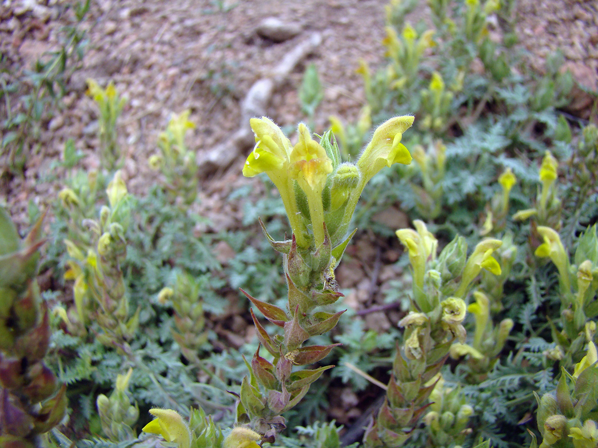 Image of Scutellaria botbaevae specimen.