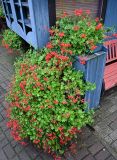 Pelargonium peltatum