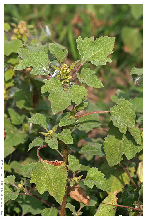 Image of Xanthium orientale specimen.