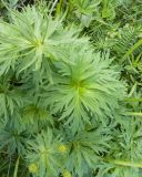 Anemonastrum fasciculatum