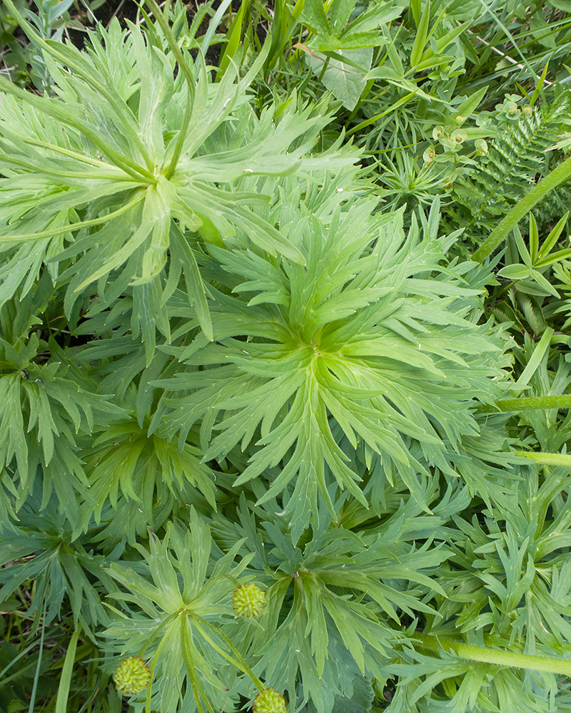 Изображение особи Anemonastrum fasciculatum.