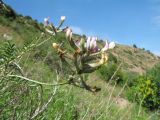 Astragalus neolipskyanus. Побег с соцветием. Казахстан, Жамбылская обл., Жуалынский р-н, запов. \"Аксу-Джабаглы\"; Таласский Алатау, ущ. Коксай, ≈ 2150 м н.у.м., лугово-степной склон вост. экспозиции. 1 июня 2025 г.