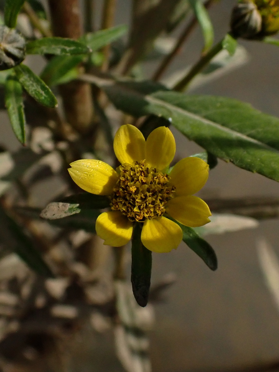 Изображение особи Bidens cernua.