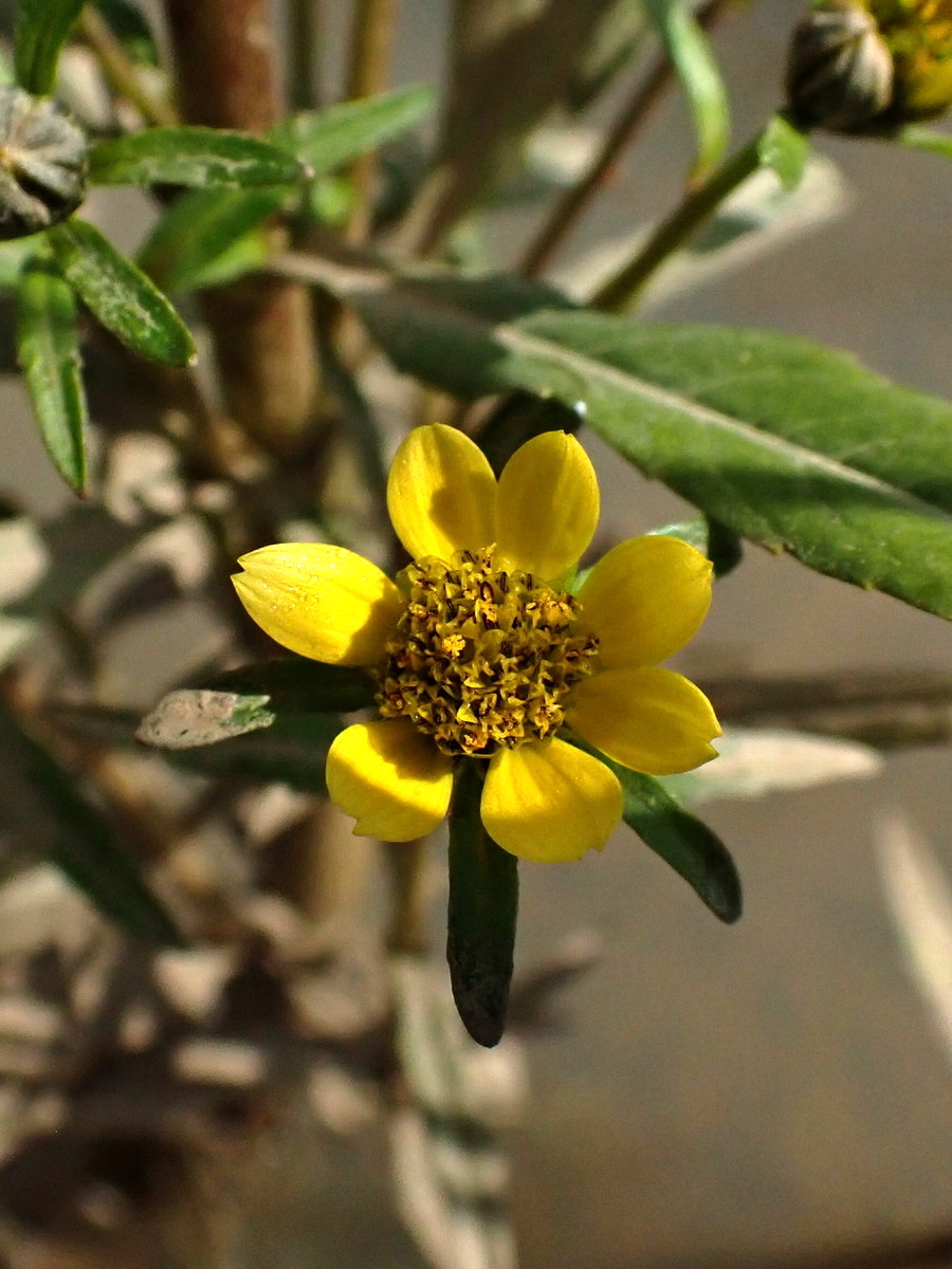 Изображение особи Bidens cernua var. radiata.