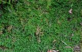 Selaginella kraussiana. Вегетирующие растения. Португалия, Азорские о-ва, о-в Сан-Мигел, р-н Порту-Формозу, опушка смешанного леса. 12.08.2025.