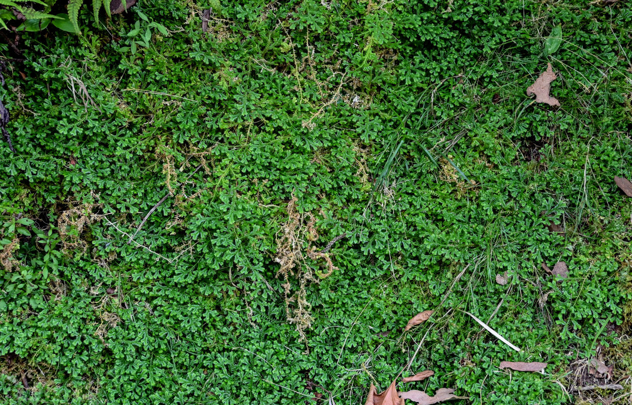 Изображение особи Selaginella kraussiana.
