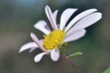 семейство Asteraceae. Соцветие. Приморский край, Хасанский р-н, Зарубинское гор. пос., окр. с. Витязь, приморский склон, луговое сообщество. 27.09.2025.