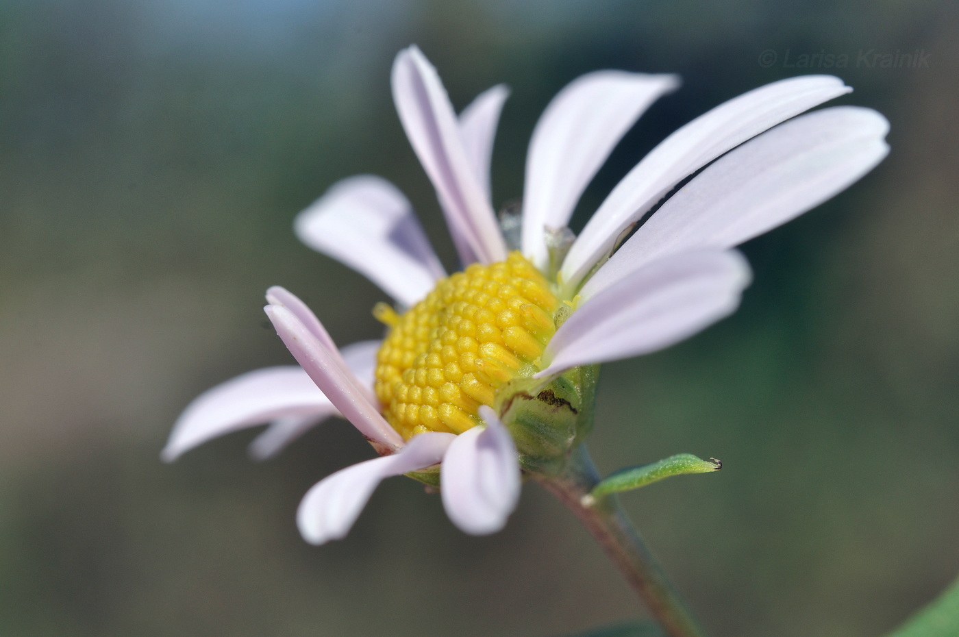 Изображение особи Chrysanthemum naktongense.