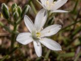 Ornithogalum navaschinii. Цветок. Крым, окр. г. Судак, ур. Алчак-Кая, каменистый слабо задернованный ю.-в. склон. 17.04.2025.