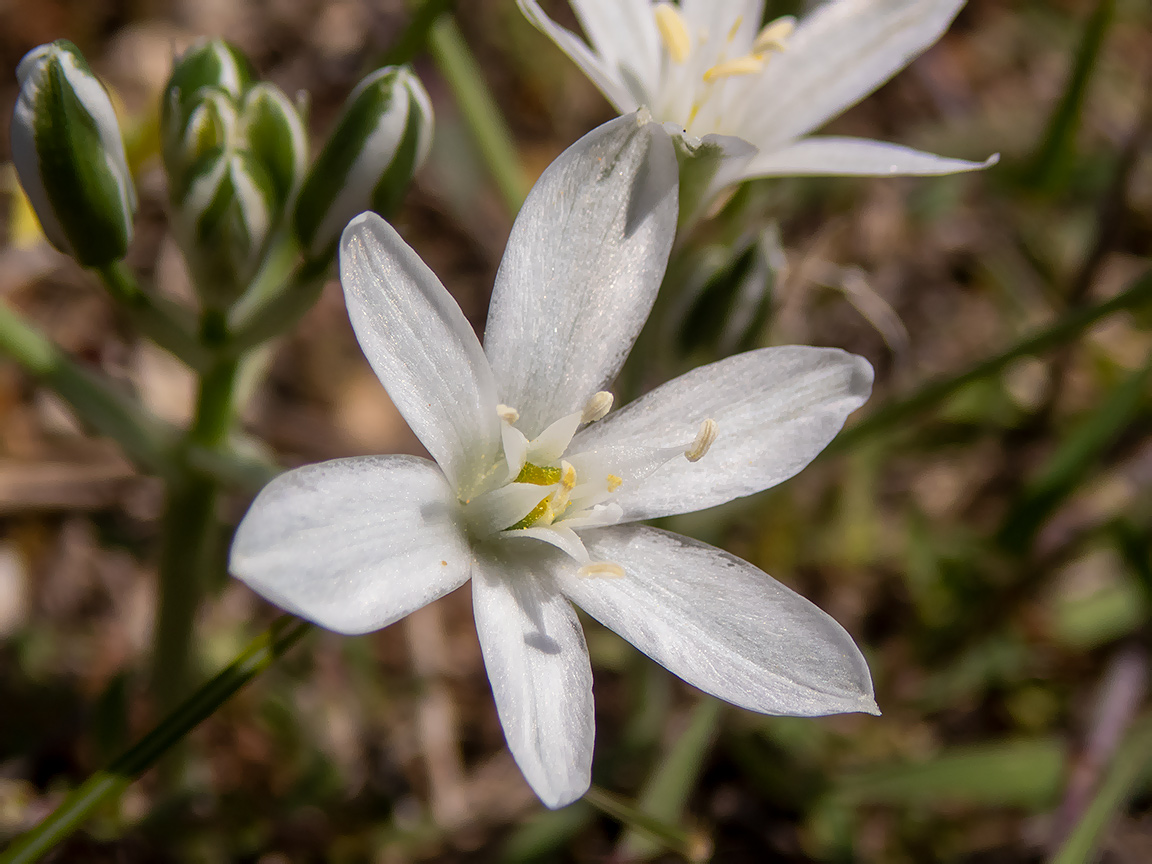 Изображение особи Ornithogalum navaschinii.