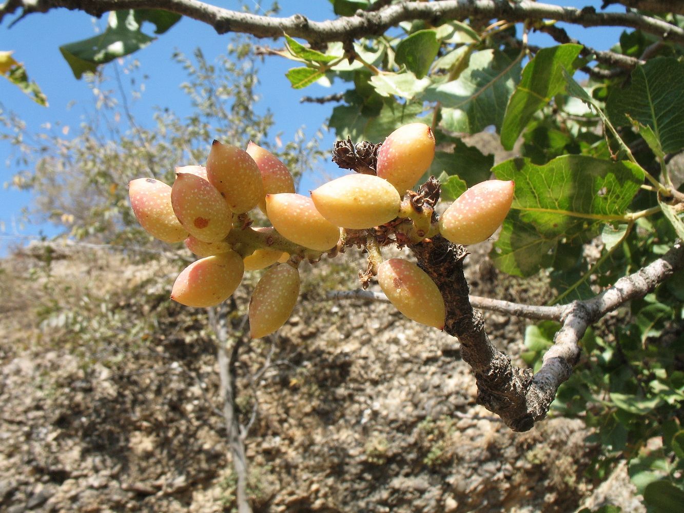 Image of Pistacia vera specimen.