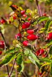 genus Rosa. Плоды и отмирающие листья. Пермский край, Добрянский р-н, Краснослудское сельское поселение, окр. дер. Бобки, дол. р. Осиновки, склон задернованной береговой террасы. 15 сентября 2024 г.