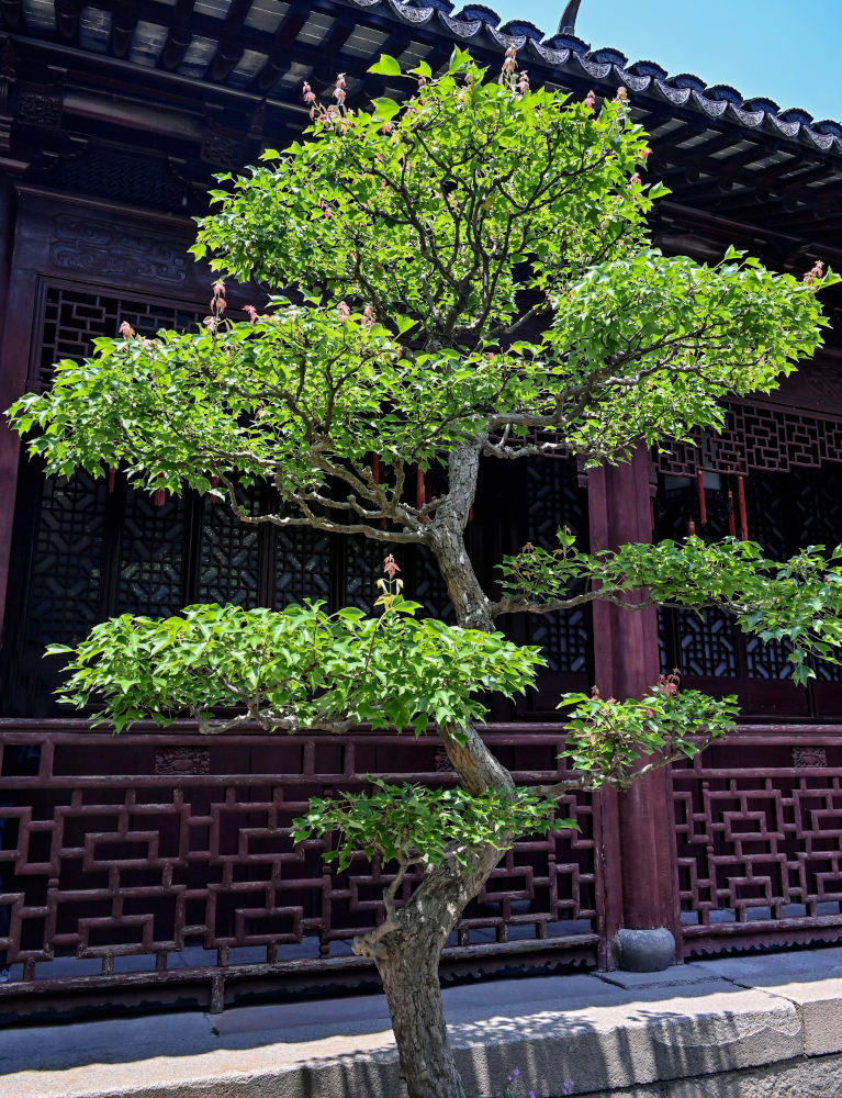 Image of Acer buergerianum specimen.