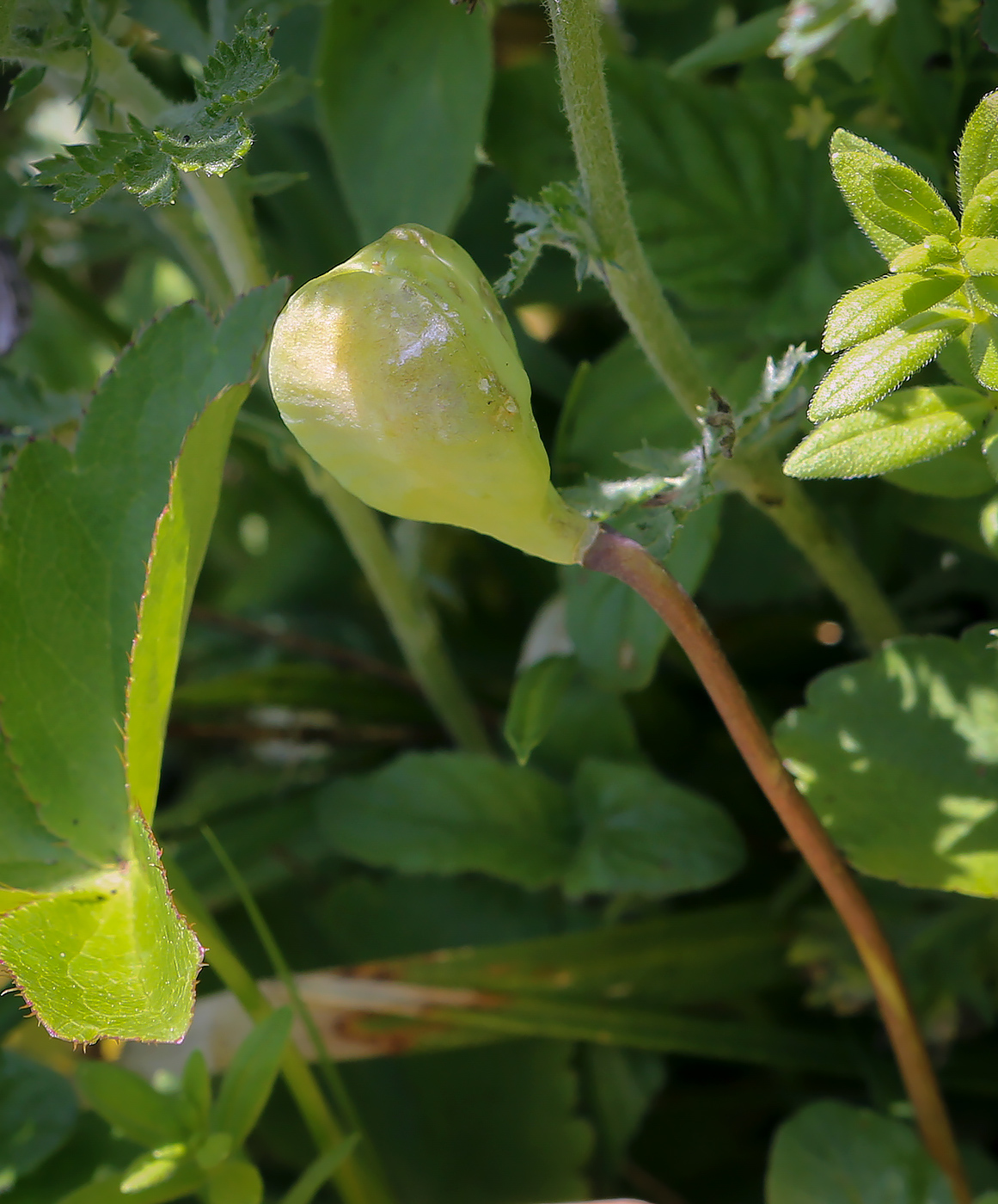 Изображение особи Erythronium caucasicum.