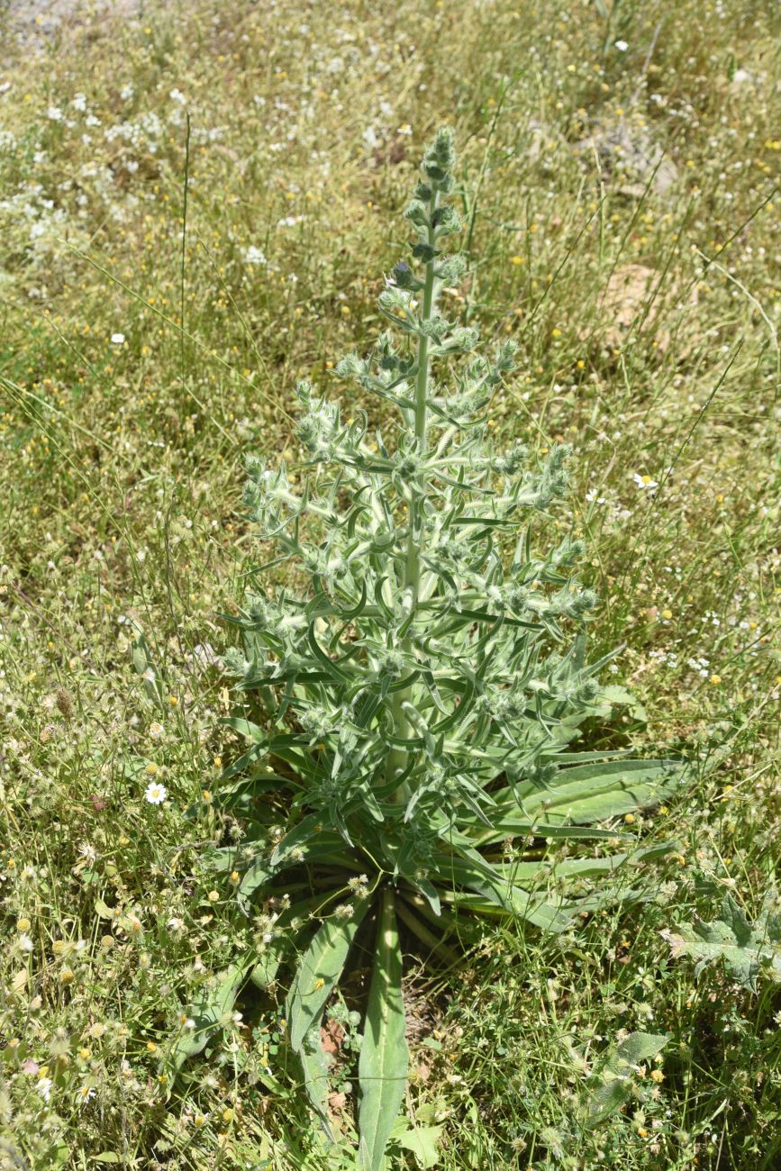 Image of Echium biebersteinii specimen.