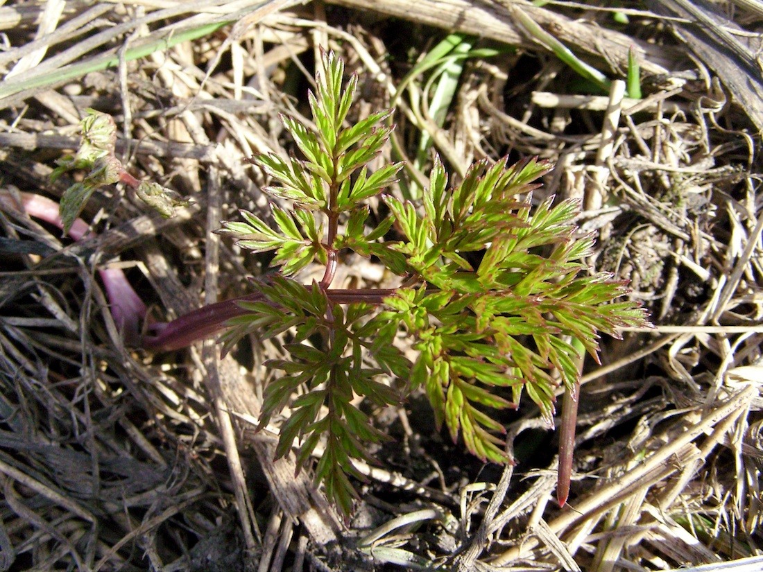 Image of genus Angelica specimen.