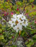 Ledum hypoleucum. Верхушка побега с соцветием (в сообществе Vaccinium uliginosum). Хабаровский край, Советско-Гаванский р-н, хр. горы Бо-Джауса, 1100 м н.у.м. 19.06.2024.