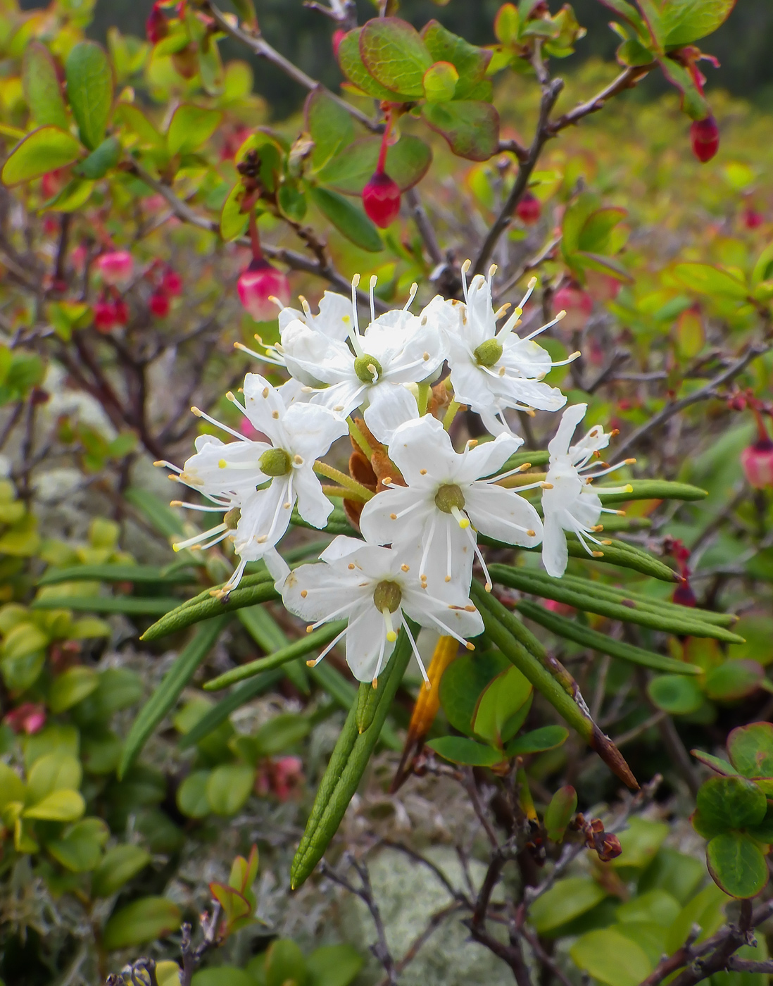 Изображение особи Ledum hypoleucum.