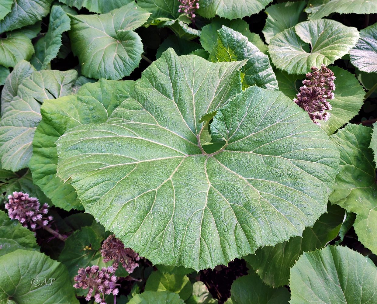Image of genus Petasites specimen.