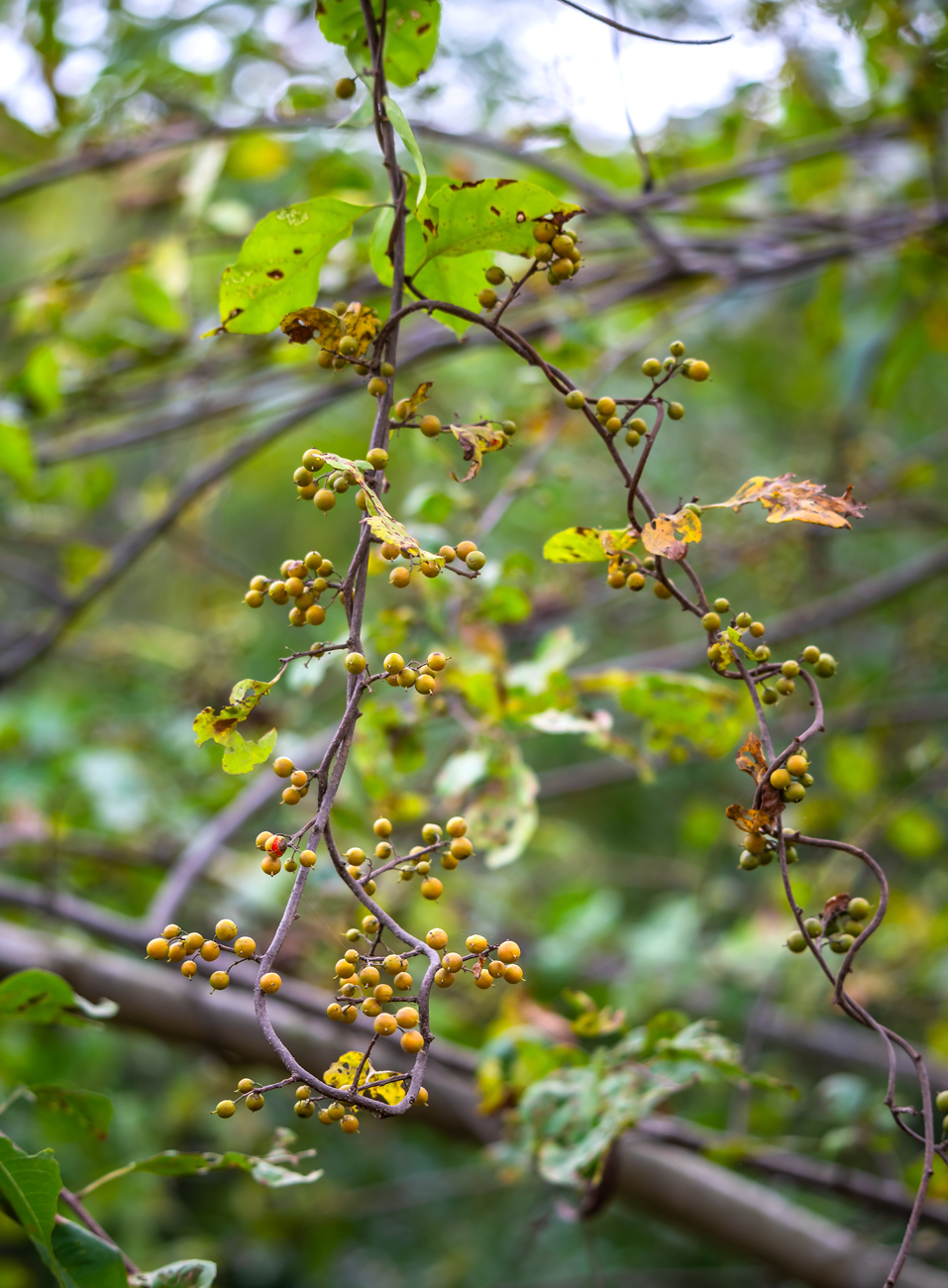Изображение особи Celastrus orbiculata.