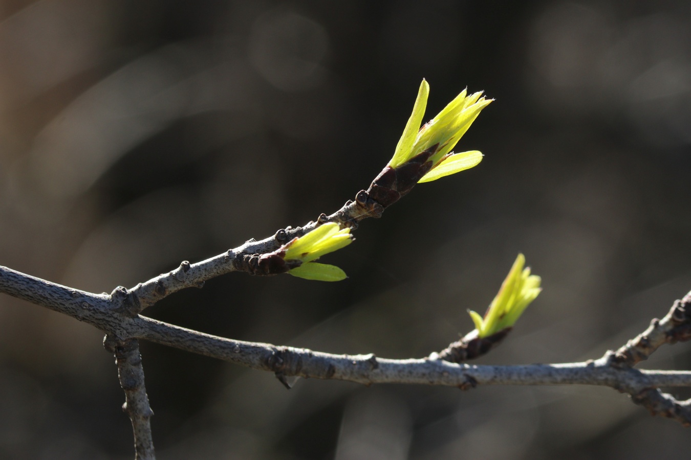 Изображение особи Rhamnus cathartica.