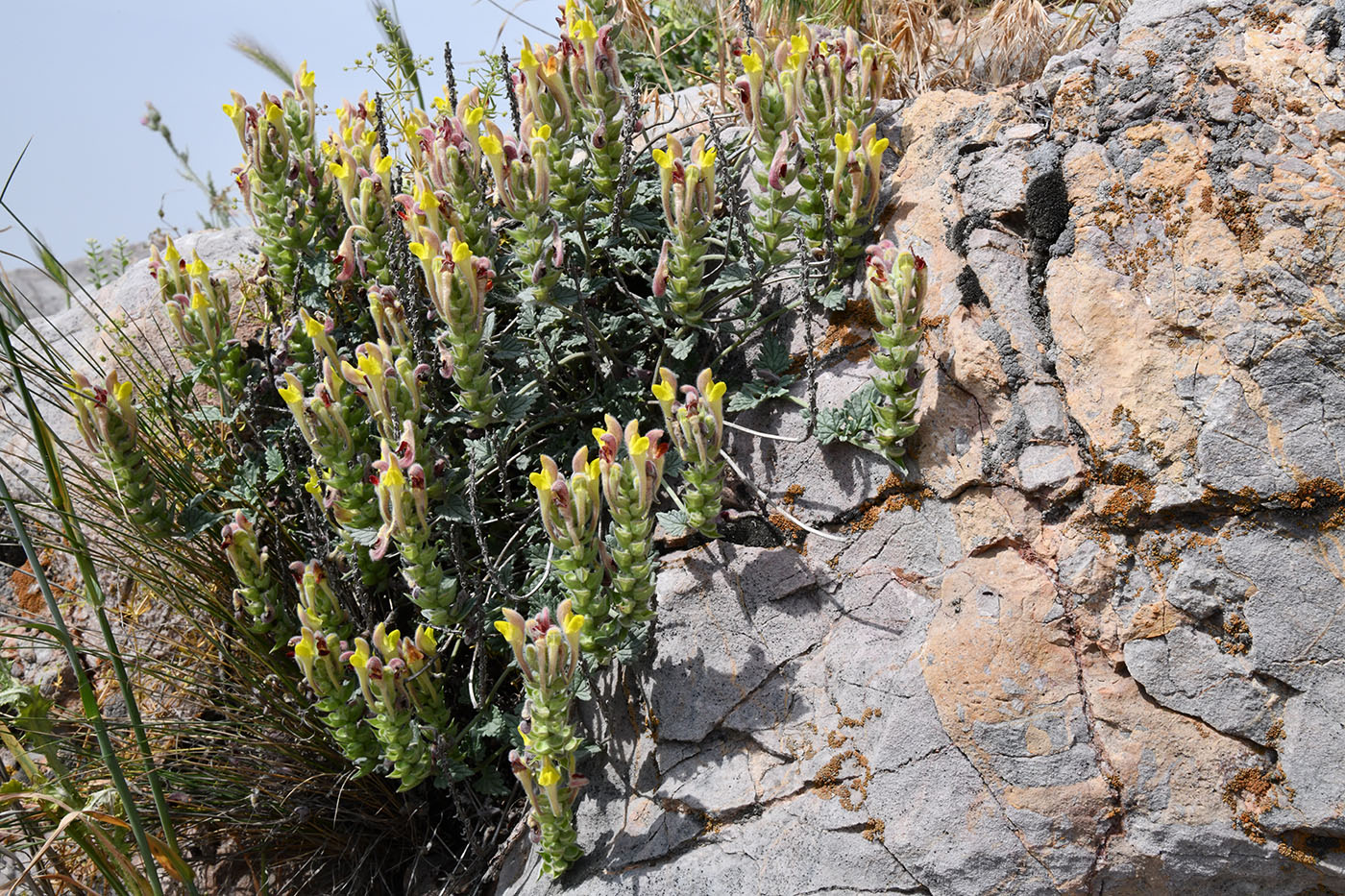 Image of Scutellaria oxystegia specimen.