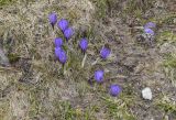 Crocus vernus. Цветущие растения. Испания, Каталония, пров. Жирона, комарка Рипольес, муниципалитет Сеткасес, окр. курорта \"Вальтер 2000\", ≈2300 м н.у.м., каменистый луг в долине р. Тер. 10.05.2026.
