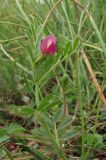 Vicia cordata. Цветущее растение. Крым, Балаклава, приморский склон. 1 мая 2011 г.