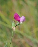 Lathyrus hirsutus. Соцветие. Краснодарский край, окр. г. Адлер, вырубка под ЛЭП. 30.06.2024.