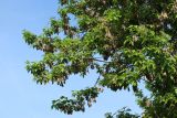 Acer negundo. Плодоносящая ветвь с плодами текущего и прошлого года. Санкт-Петербург, Кировский р-н, озеленение бульвара. 19.05.2026.