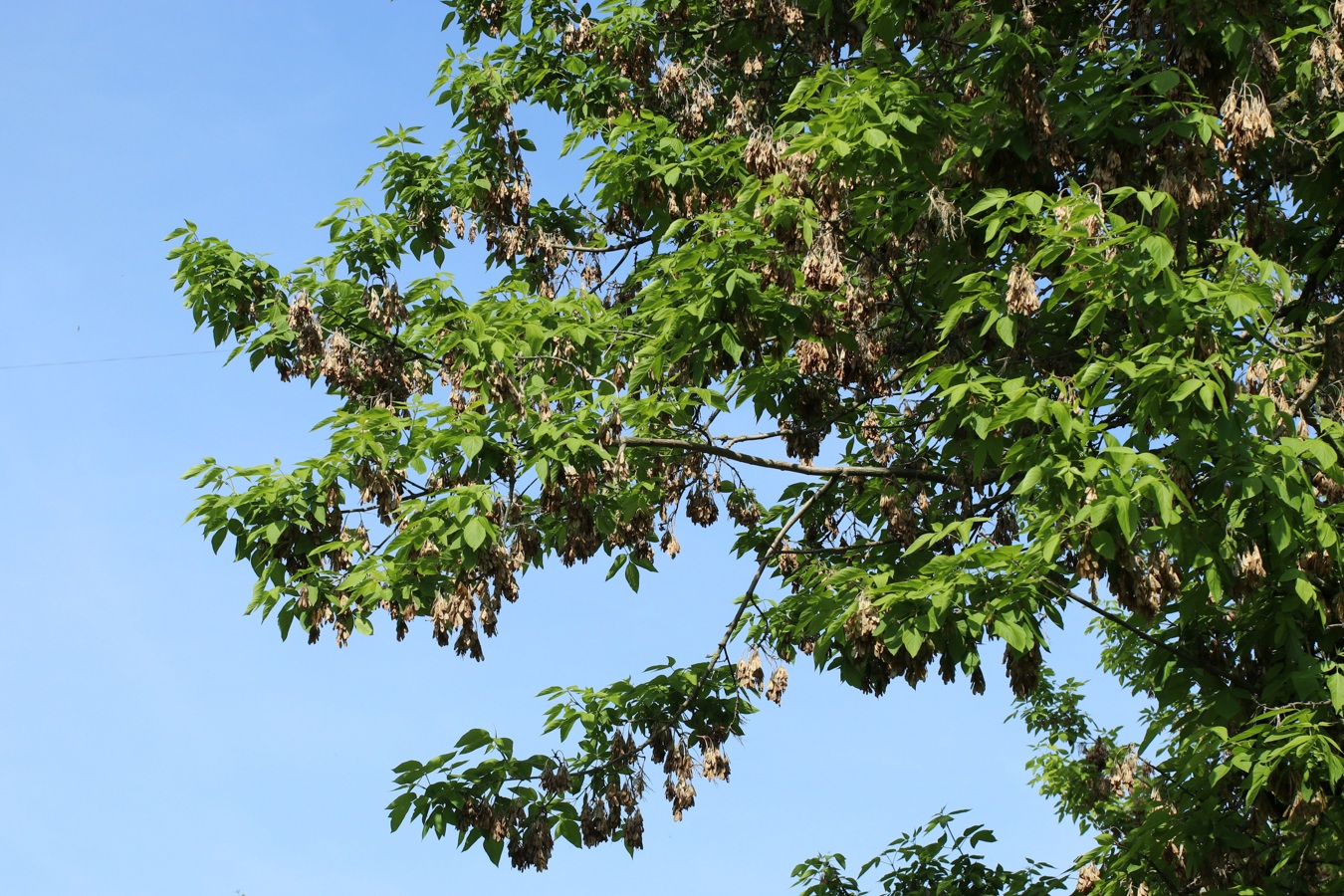 Image of Acer negundo specimen.
