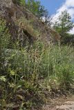 Ophrys oestrifera. Цветущие растения. Крым, Севастополь, Байдарская дол., каньон Молташ-Узень. 14.06.2026.