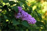 Syringa vulgaris. Соцветие (махровая форма). Московская обл., Раменский р-н, окр. дер. Хрипань, садовый участок. 04.06.2026.