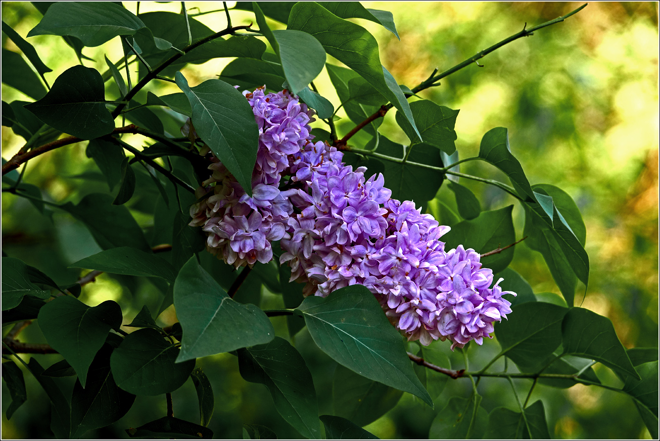 Изображение особи Syringa vulgaris.