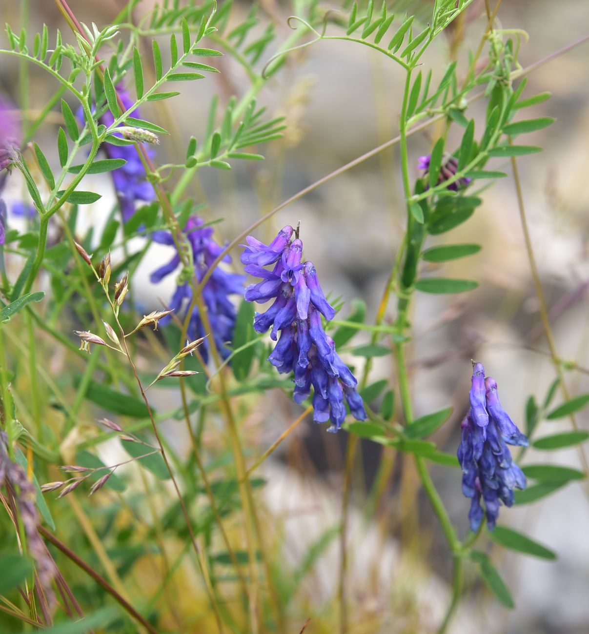 Изображение особи Vicia cracca.