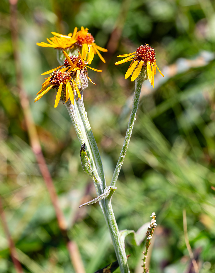Image of Tephroseris phaeantha specimen.