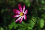 Cosmos bipinnatus