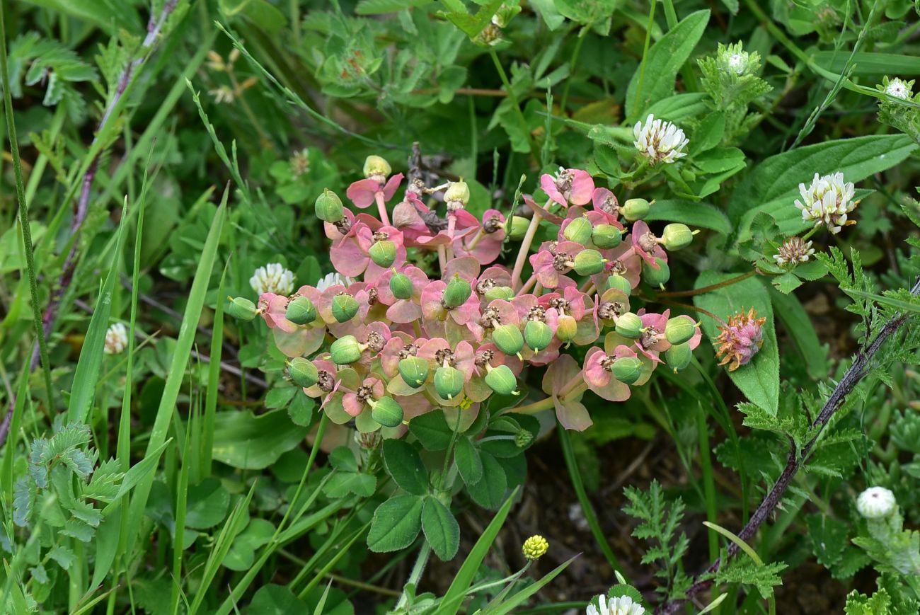 Изображение особи род Euphorbia.