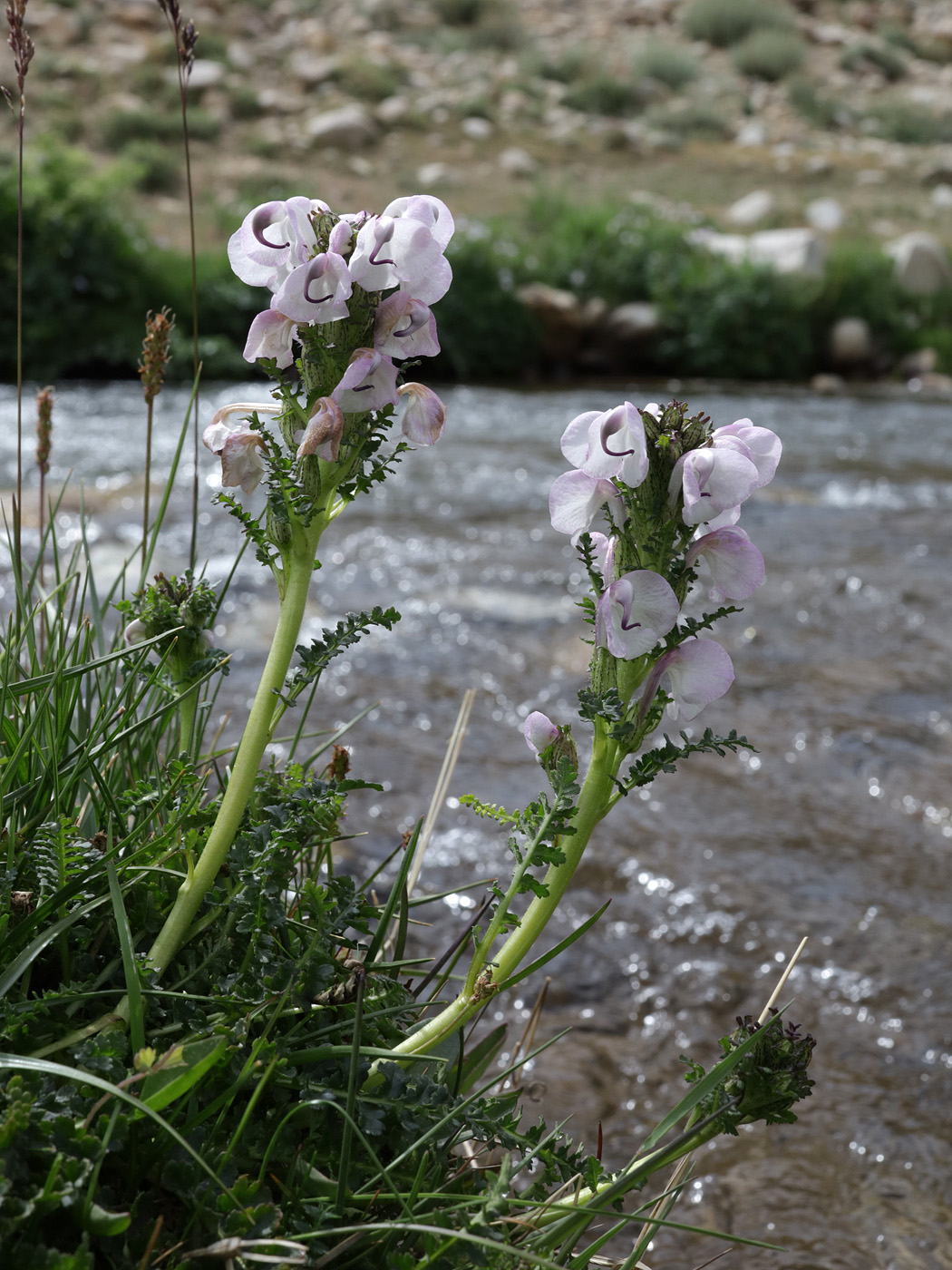 Изображение особи Pedicularis rhinanthoides.