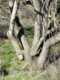 Amygdalus communis. Основания стволов взрослого дерева. Республика Молдова, муниципалитет Кишинёв, г. Кодру, заброшенный миндальный сад. 16 декабря 2025 г.