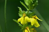 Rhynchocorys elephas. Цветок. Турция, ил Артвин, р-н Юсуфели, 250 м ниже дер. Гюльпынар, выс. 1500 м н.у.м., луг среди зарослей. 13 июня 2026 г.