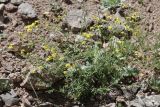 Senecio subdentatus. Цветущее растение. Кыргызстан, Джалал-Абадская обл., Токтогульский р-н, ниже с. Сары-Камыш, вдоль трассы М-77 и р. Кёкёмерен; 1240 м н.у.м., щебнисто-каменистая осыпь гранита юго-западной экспозиции.