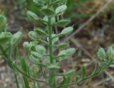 Alyssum hirsutum. Часть плодоносящего растения. Ростовская обл., Персиановская степь, окр. станицы Красюковская, верхняя часть склона правого коренного берега р. Грушевка. 23 мая 2011 г.