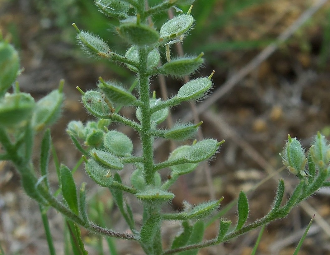 Image of Alyssum hirsutum specimen.