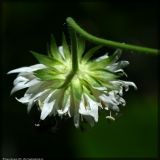 Knautia tatarica