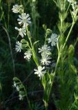 Silene dichotoma