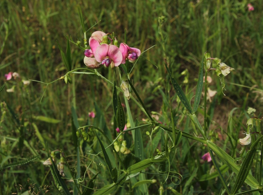 Image of Lathyrus sylvestris specimen.